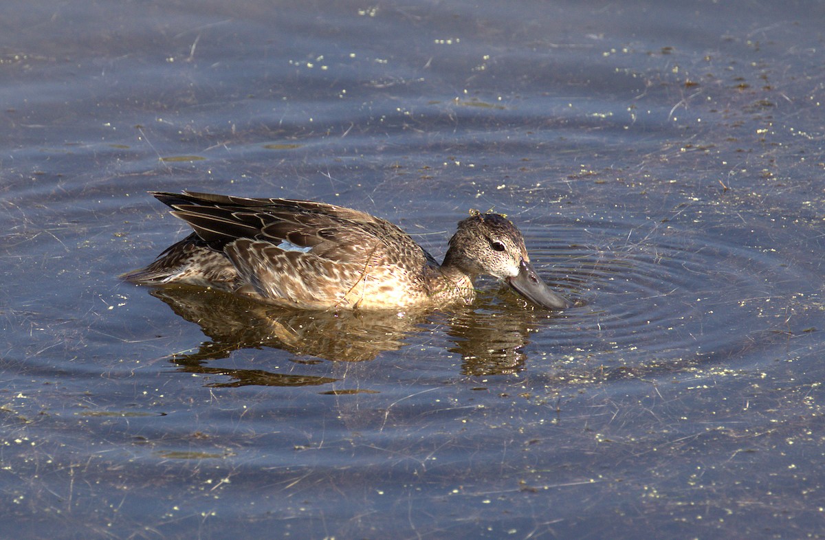 Blue-winged Teal - ML71604851