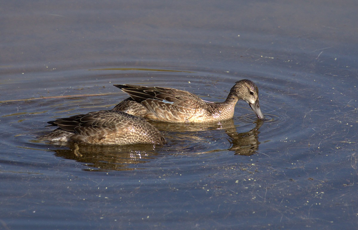 Blue-winged Teal - ML71604861