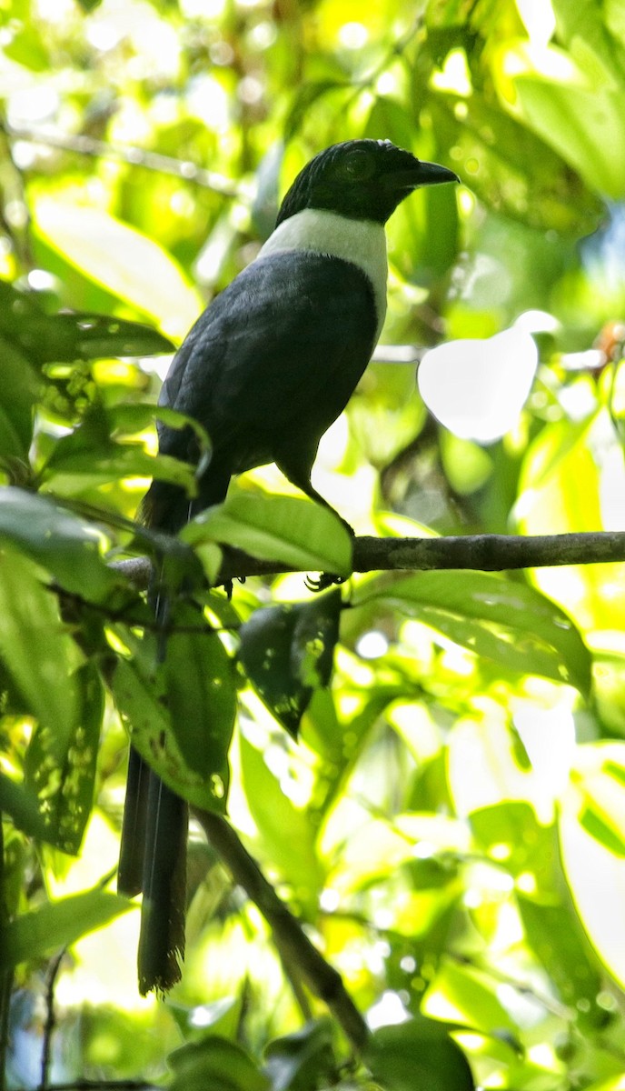 špaček bělokrký - ML71605101