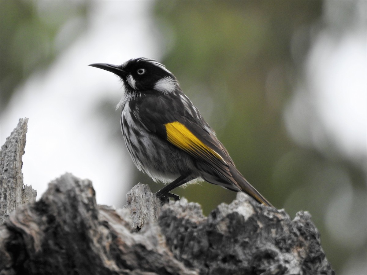 New Holland Honeyeater - Jeffrey Crawley