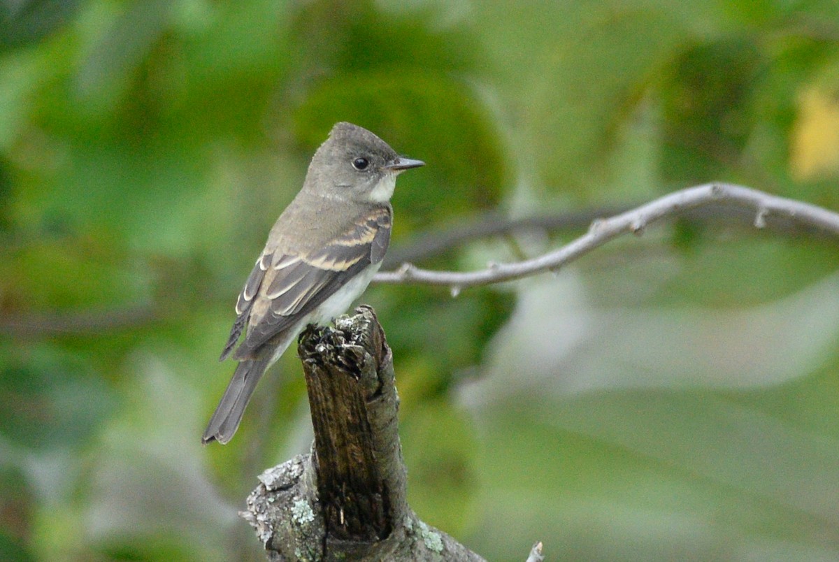 Eastern Wood-Pewee - Daniel Irons