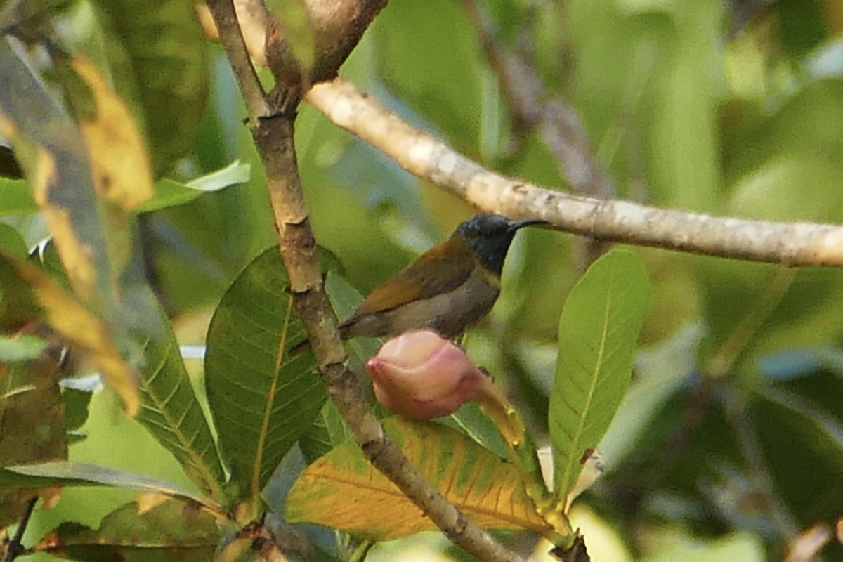 Bannerman's Sunbird - ML71607761