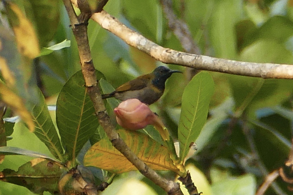 Bannerman's Sunbird - ML71607771