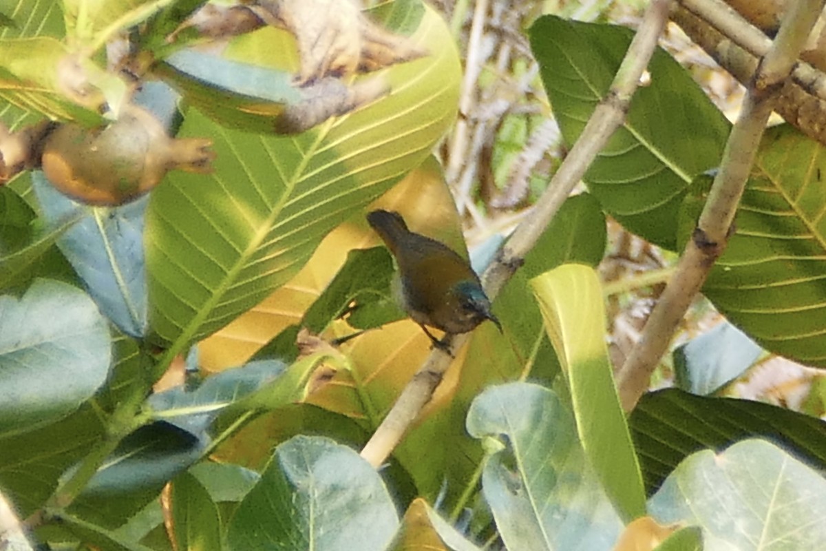 Bannerman's Sunbird - ML71607791