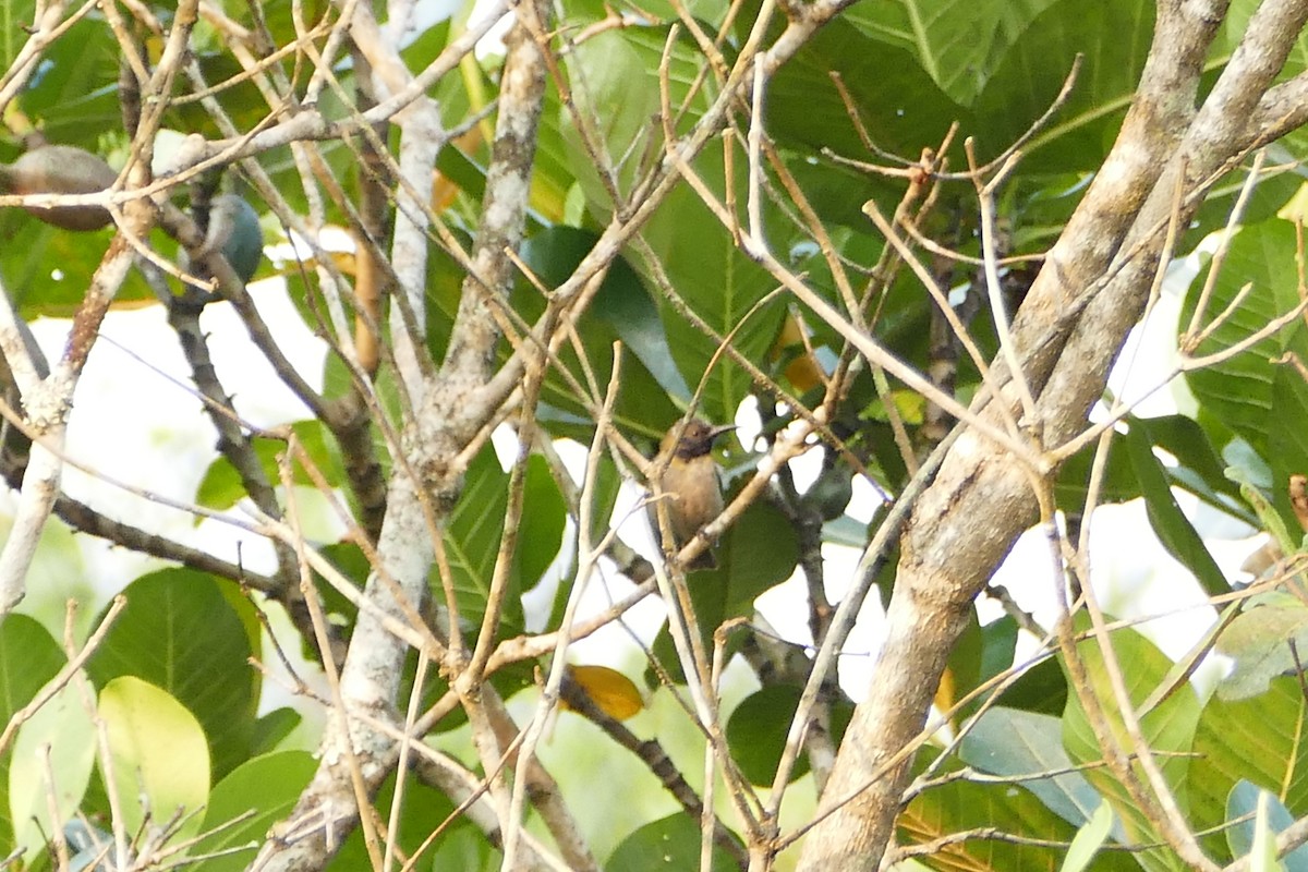 Bannerman's Sunbird - ML71607821