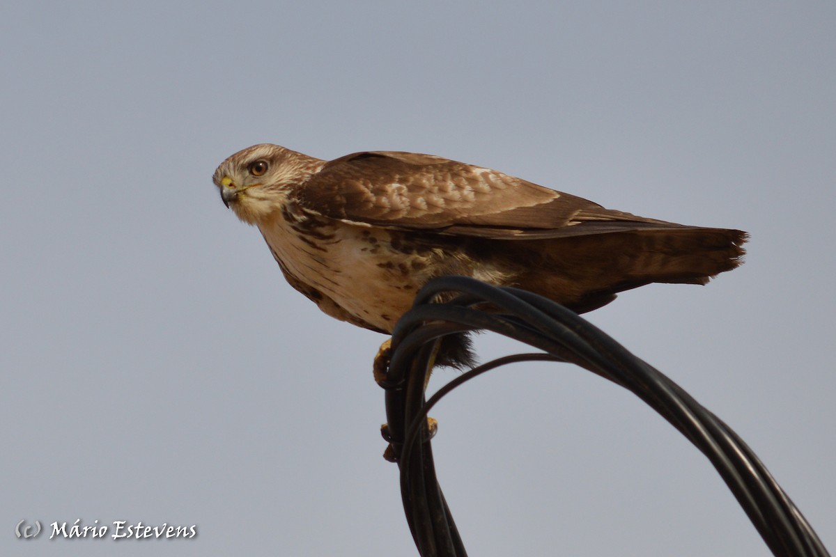 Mäusebussard - ML71607971