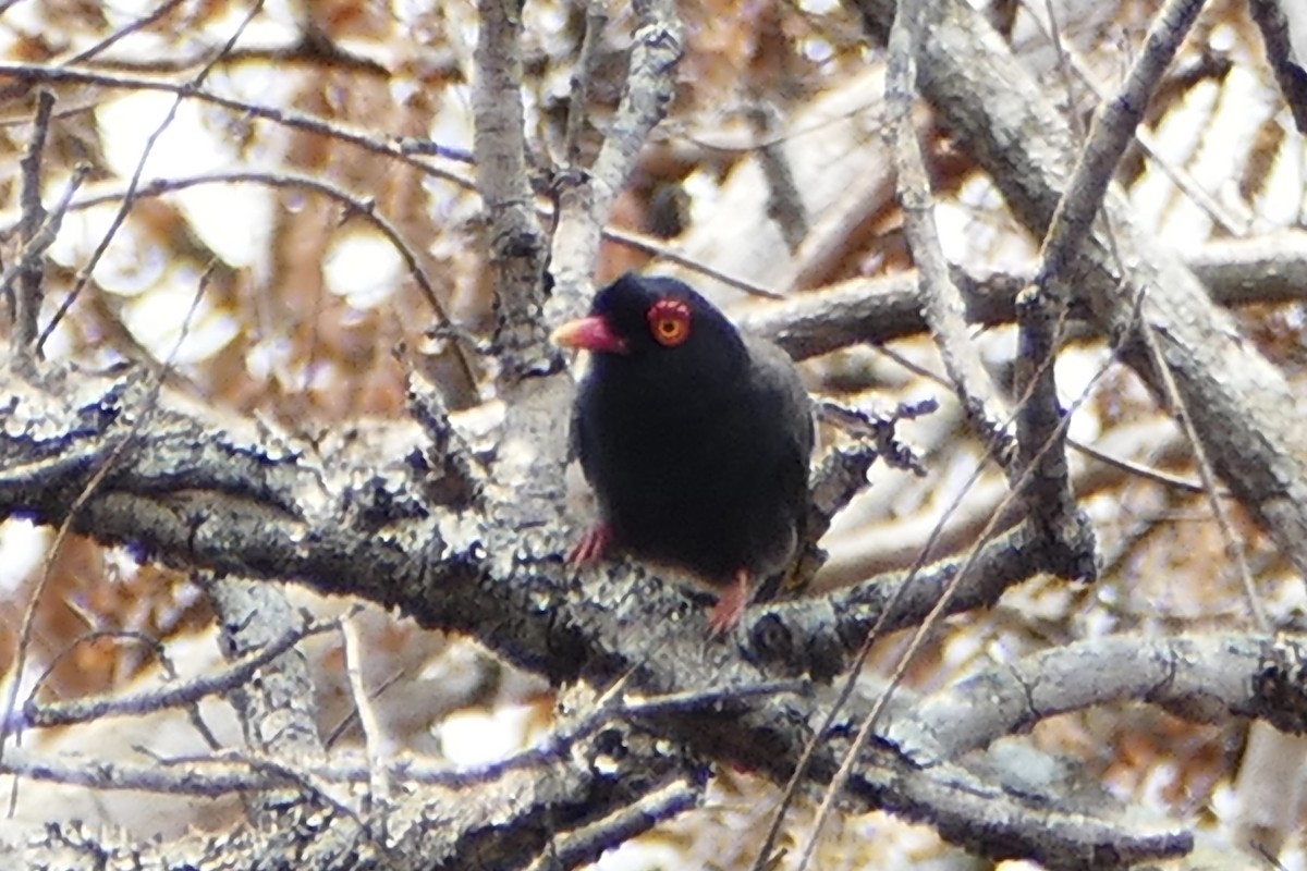 Retz's Helmetshrike - ML71608151