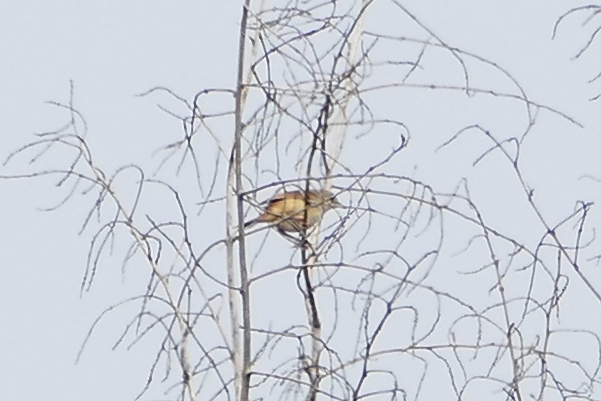 Whistling Cisticola - ML71608371