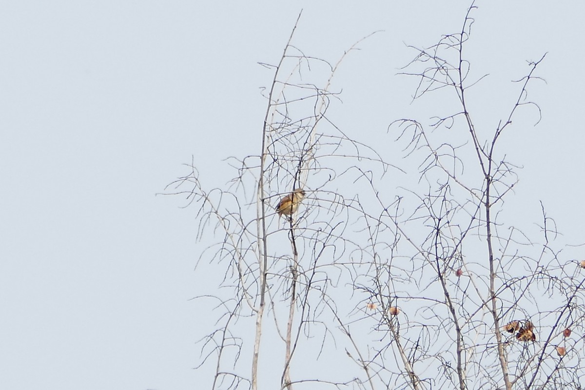 Whistling Cisticola - ML71608381