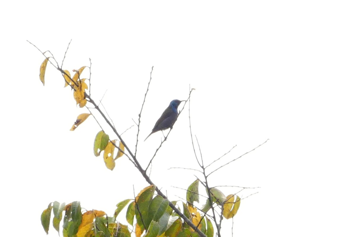 Bannerman's Sunbird - ML71608551