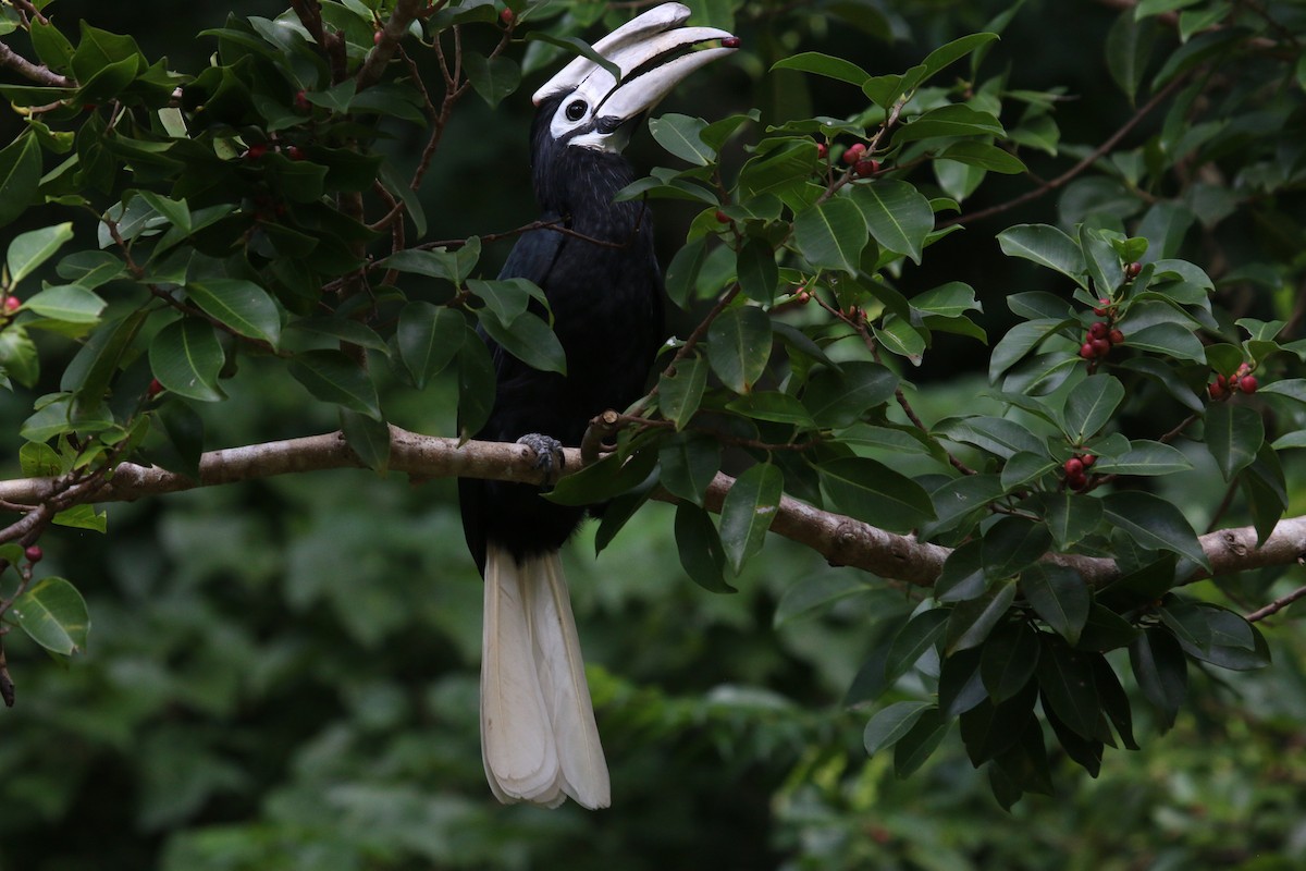 Palawan Hornbill - Allison Miller