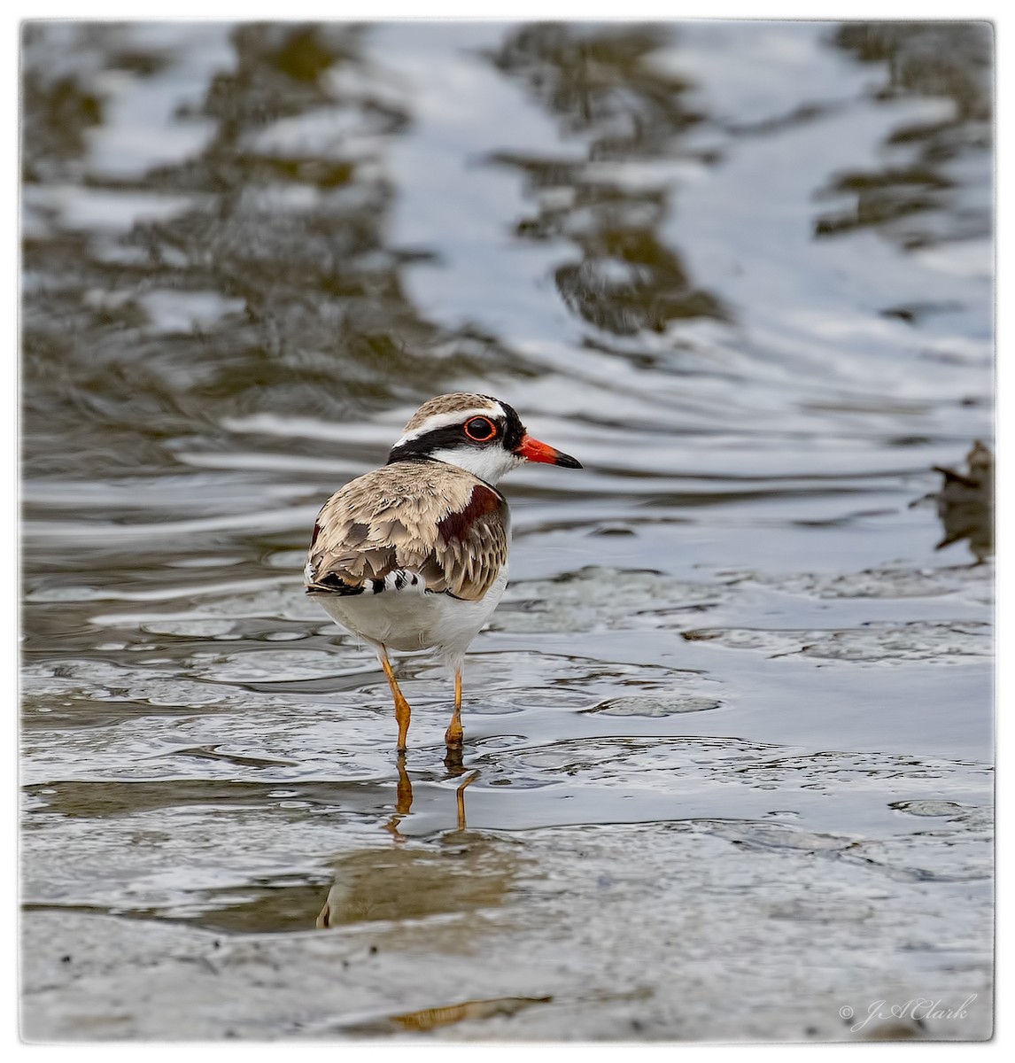 Black-fronted Dotterel - ML71609751