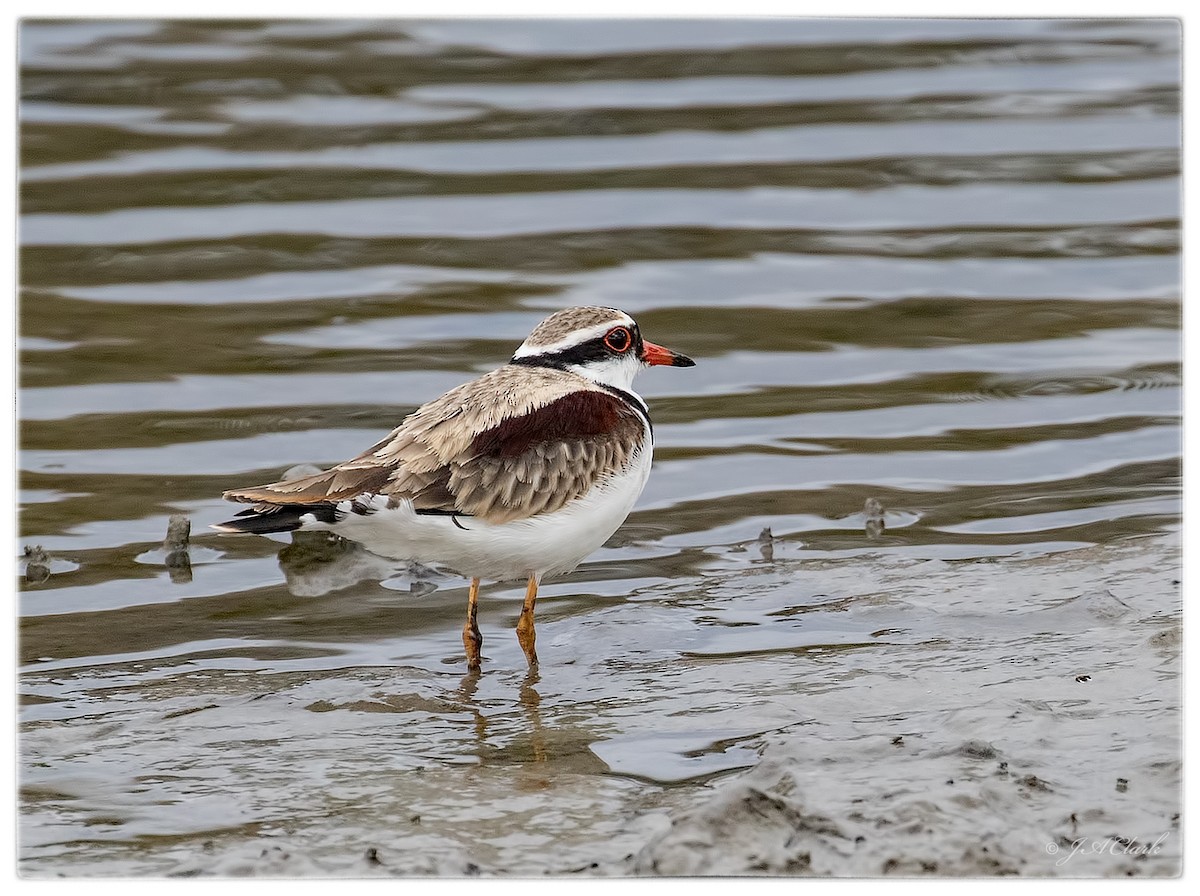 Black-fronted Dotterel - Julie Clark