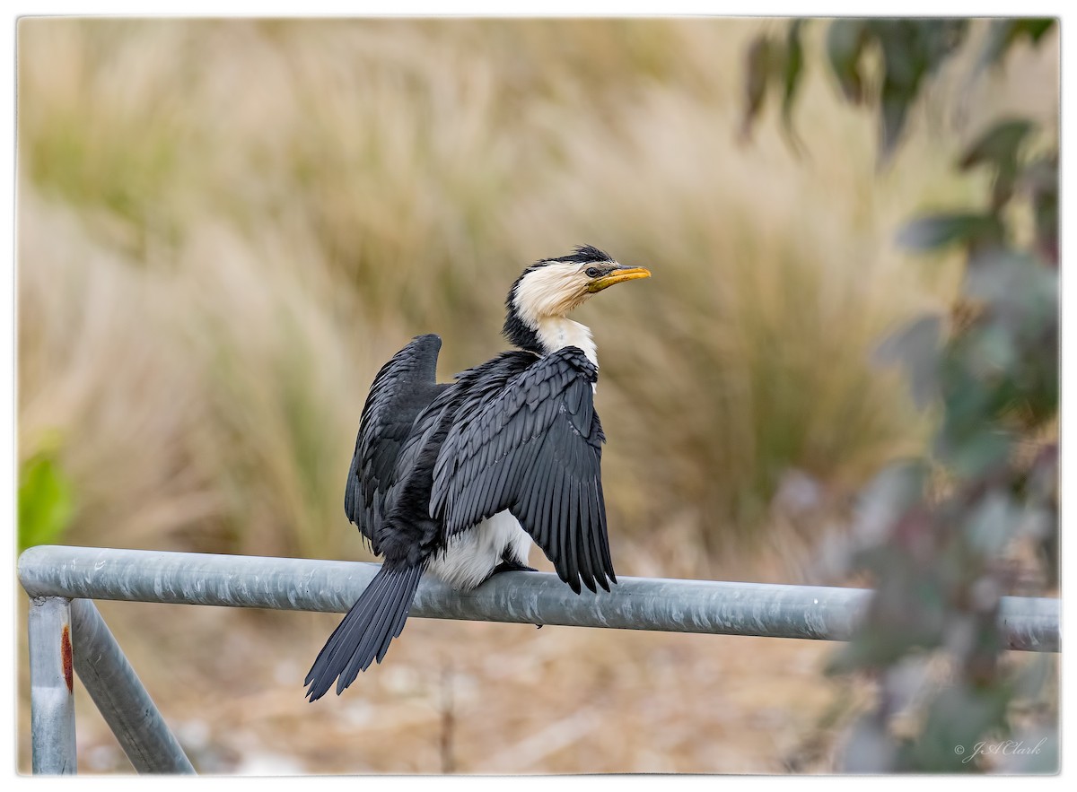 Little Pied Cormorant - ML71609771