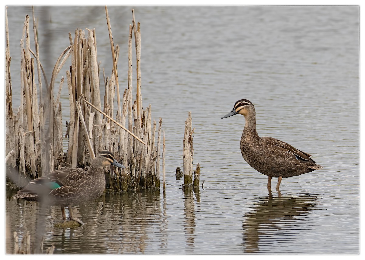 Pacific Black Duck - ML71609781