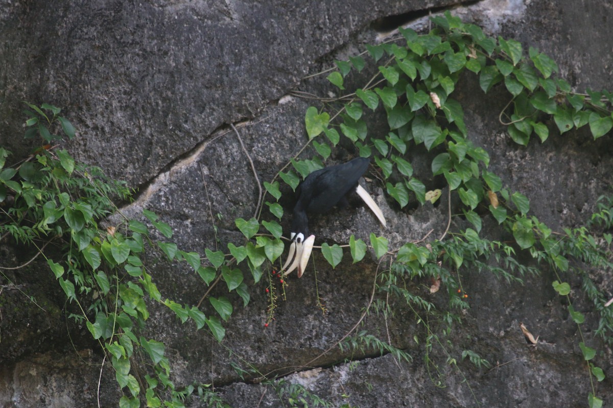 Palawanhornvogel - ML71609811