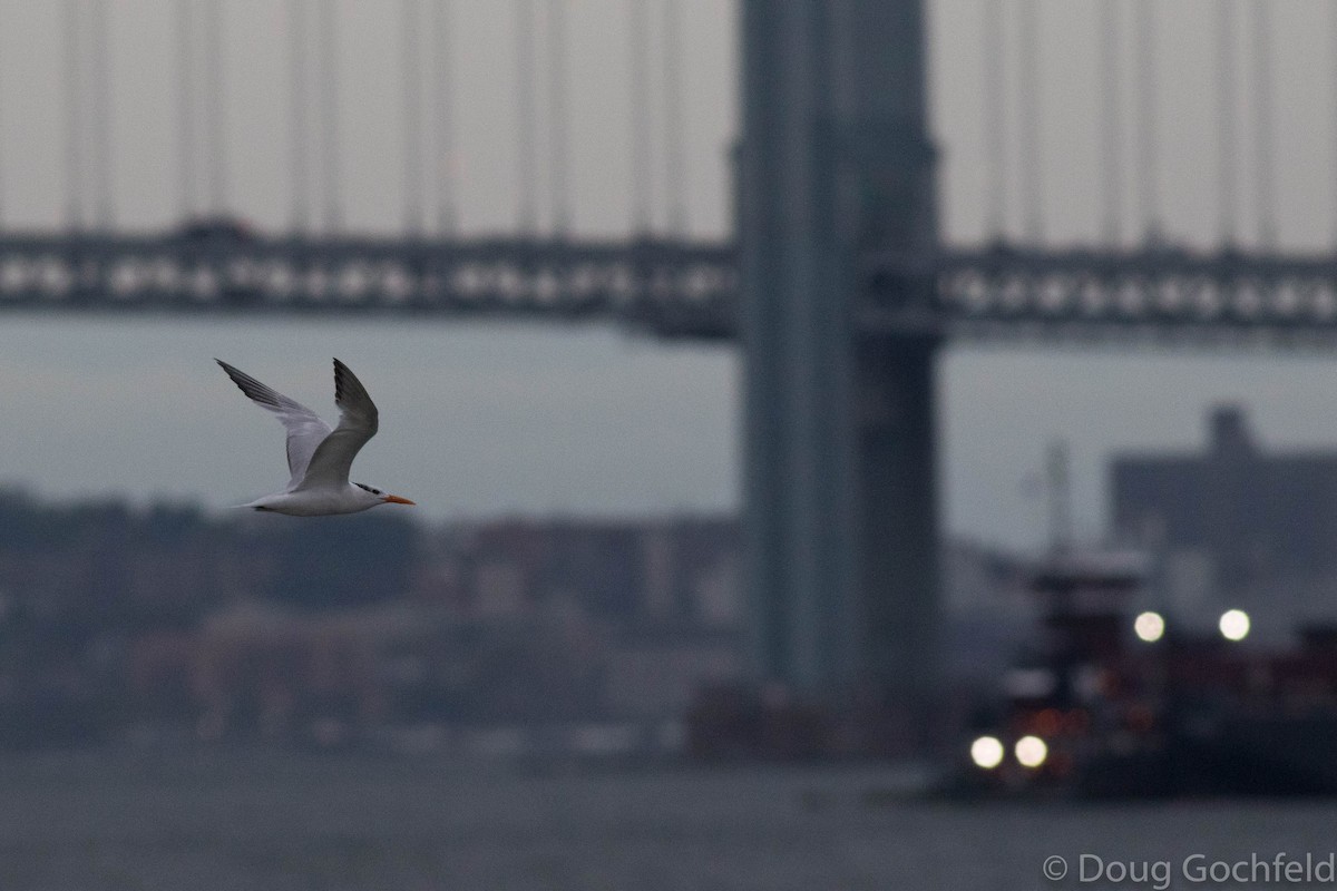 Royal Tern - ML71610561