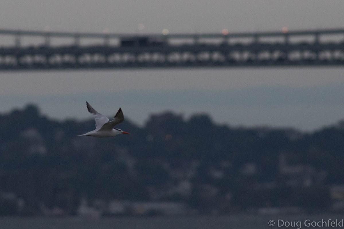Royal Tern - ML71610751