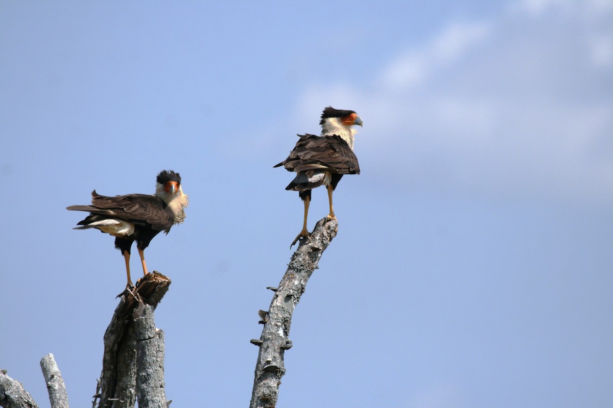 Crested Caracara (Northern) - Eduardo Soler