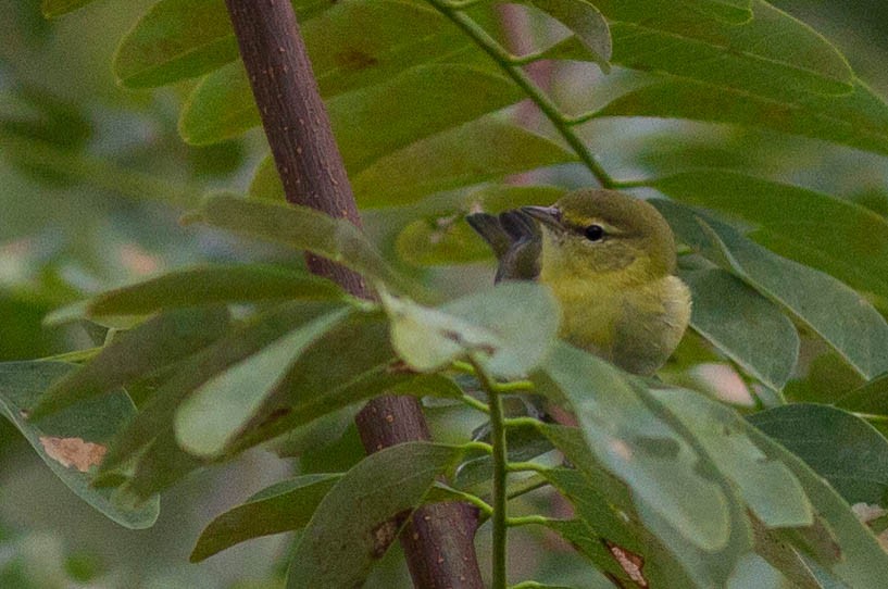 Tennessee Warbler - ML71611281