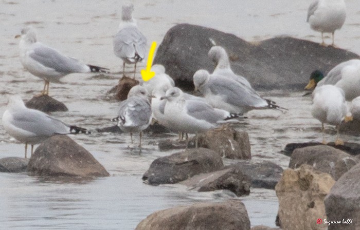 Short-billed Gull - ML71611401