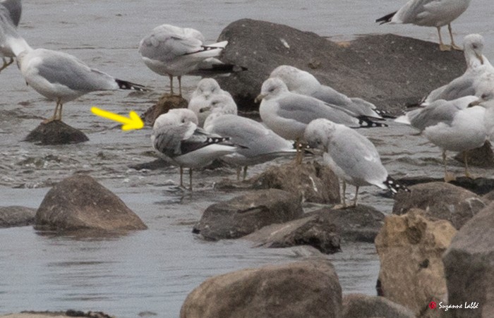 Short-billed Gull - ML71611421