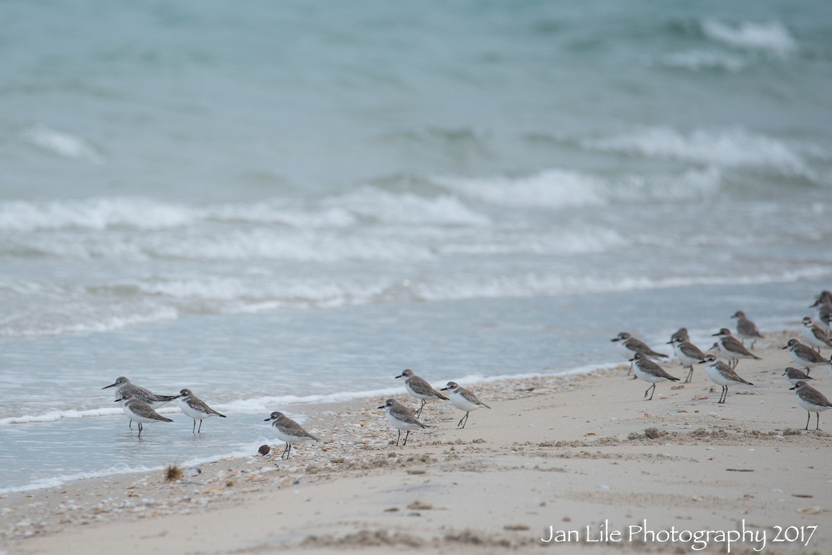 Greater Sand-Plover - ML71611481