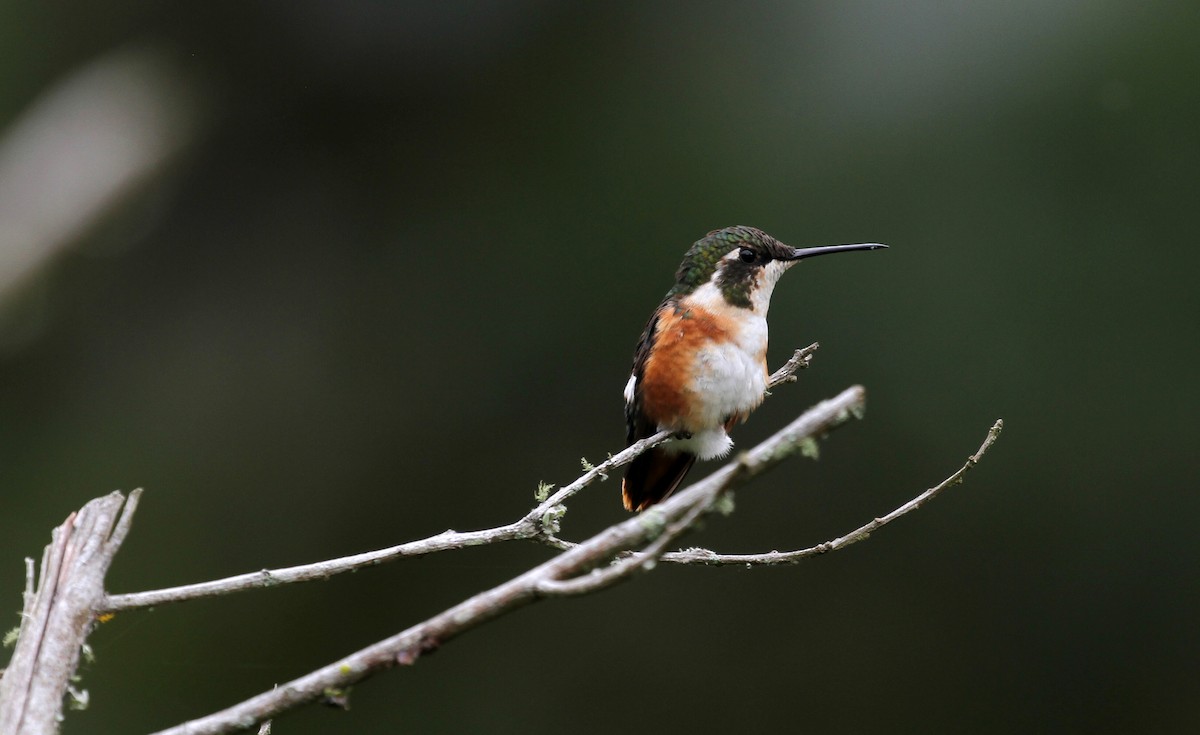 Colibrí de Mulsant - ML716116