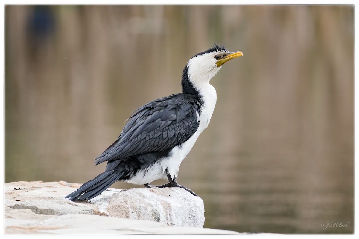 Little Pied Cormorant - ML71612781