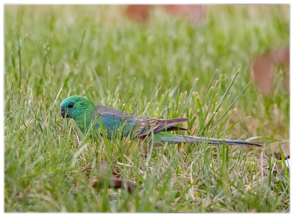 Perico Dorsirrojo - ML71612791