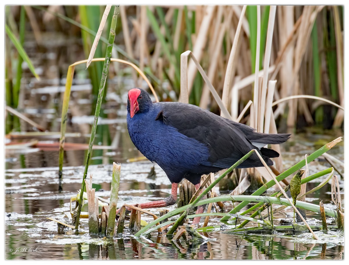 Australasian Swamphen - Julie Clark