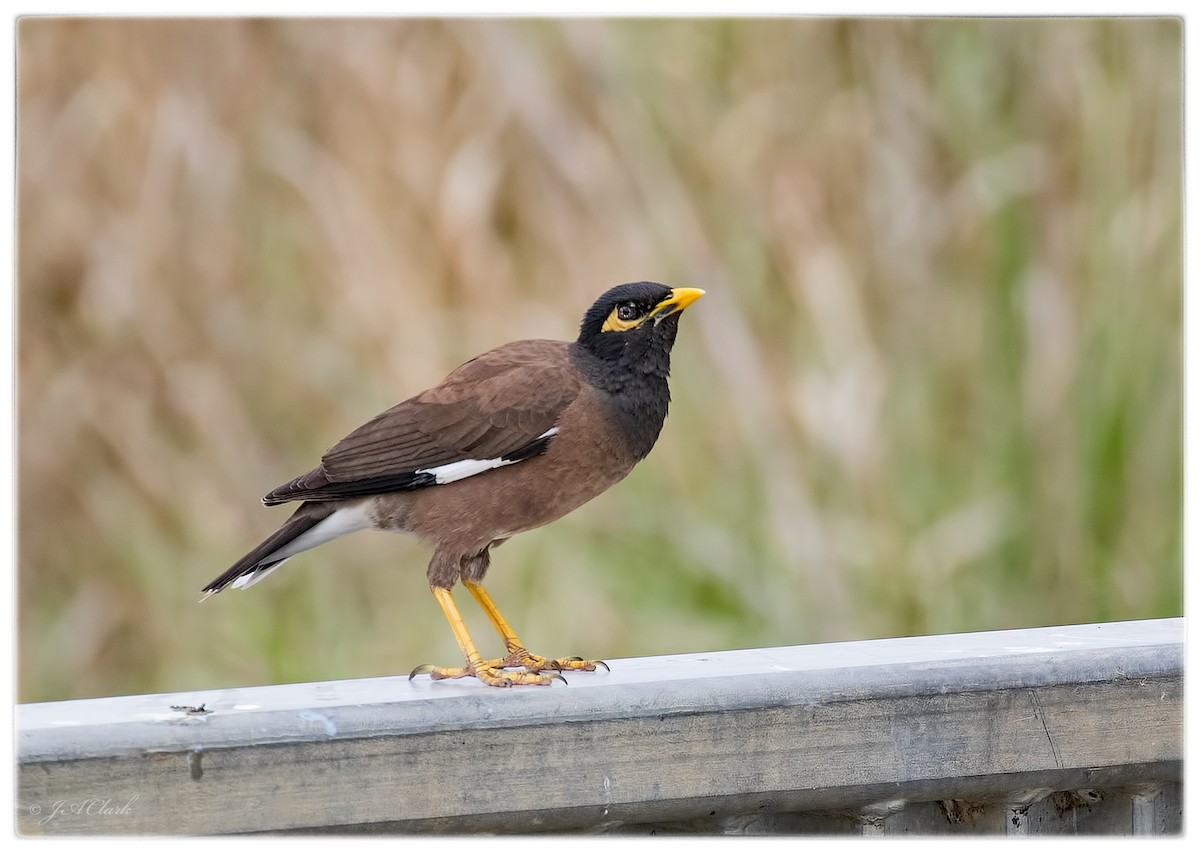 Common Myna - ML71612811