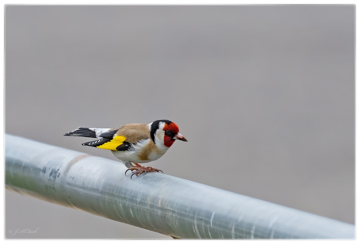 European Goldfinch - ML71612821