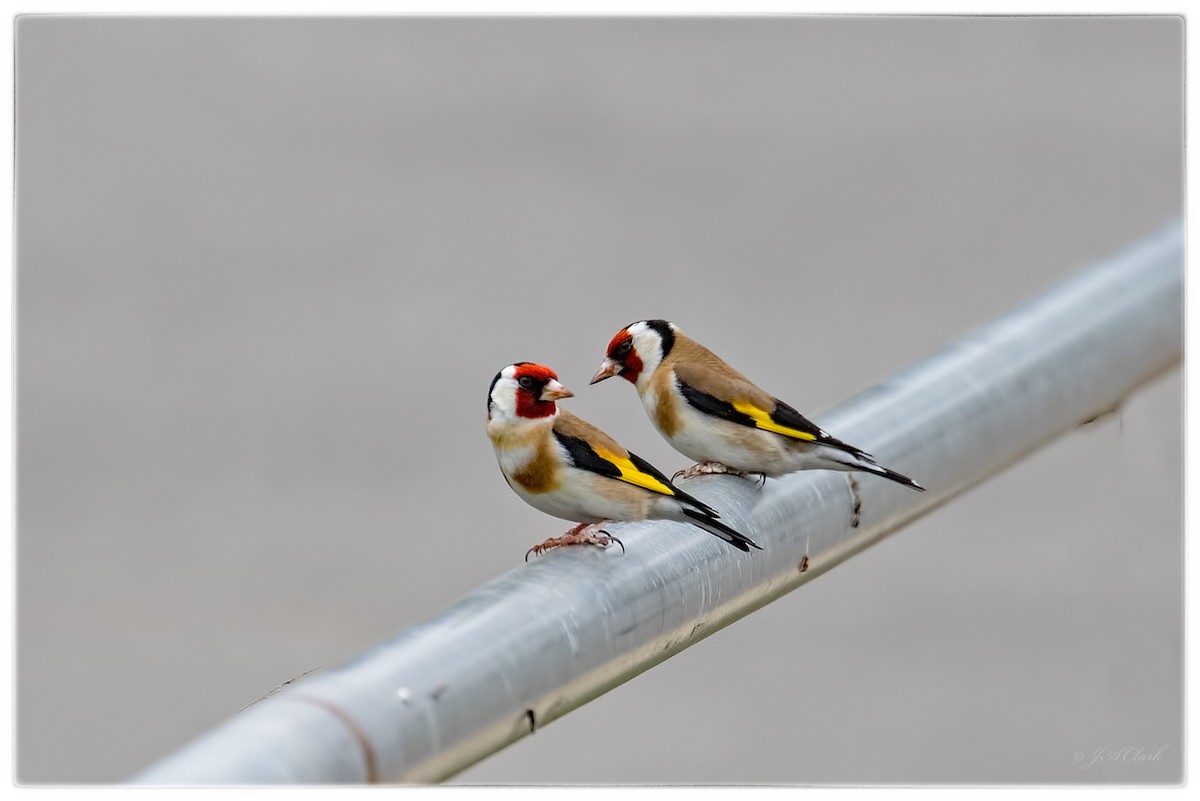 European Goldfinch - ML71612831