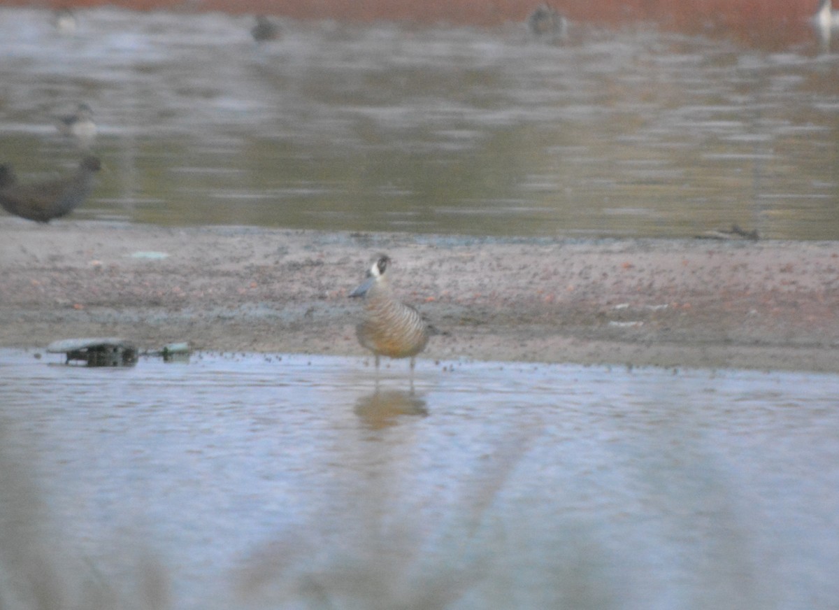 Pink-eared Duck - ML71612911
