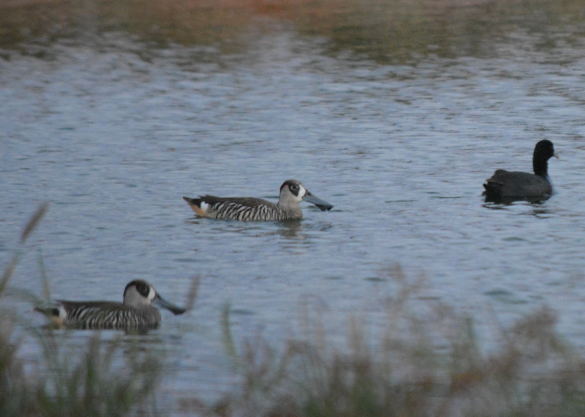 Pink-eared Duck - Holger Woyt