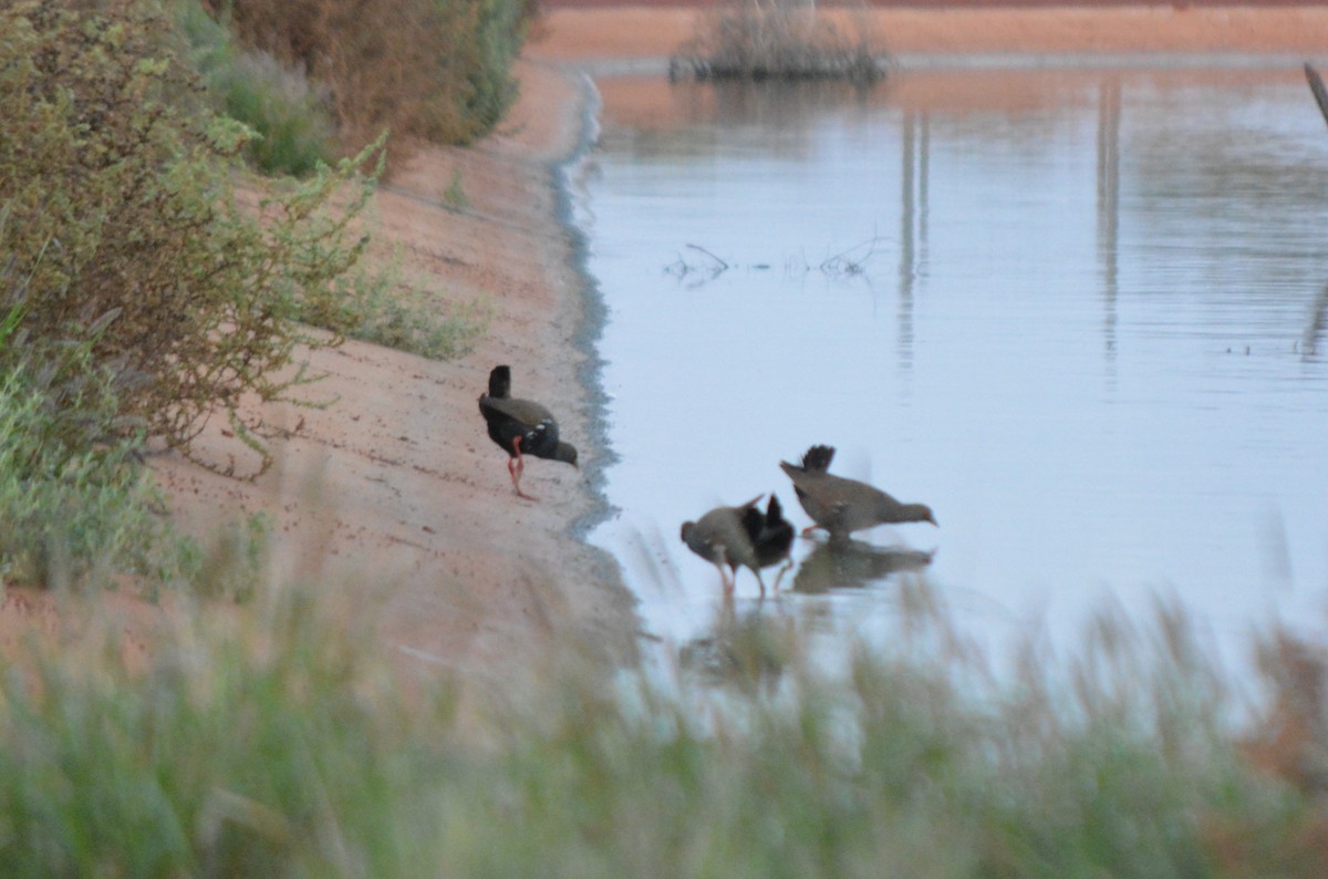 Black-tailed Nativehen - ML71613011