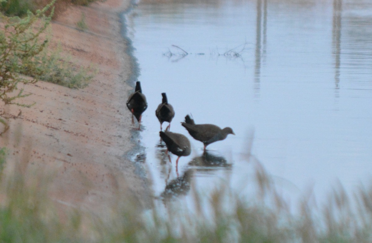 Black-tailed Nativehen - ML71613021