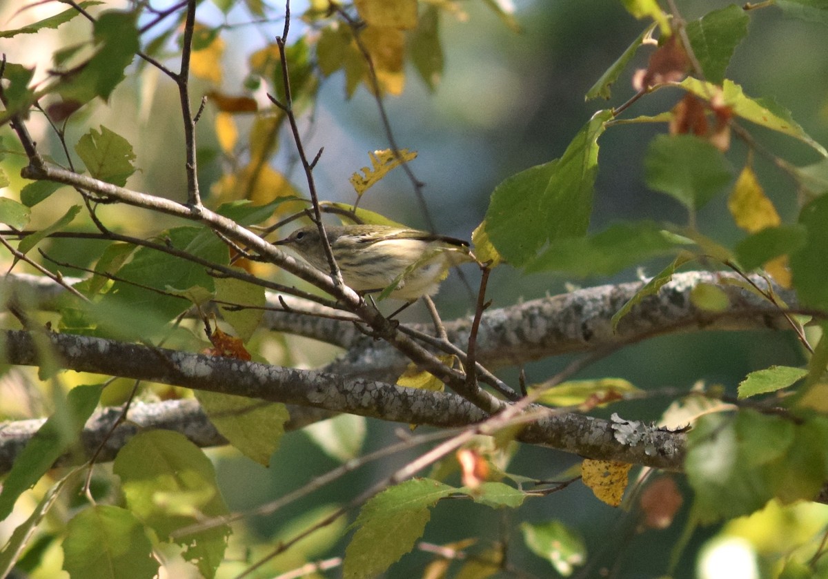 Cape May Warbler - ML71613031