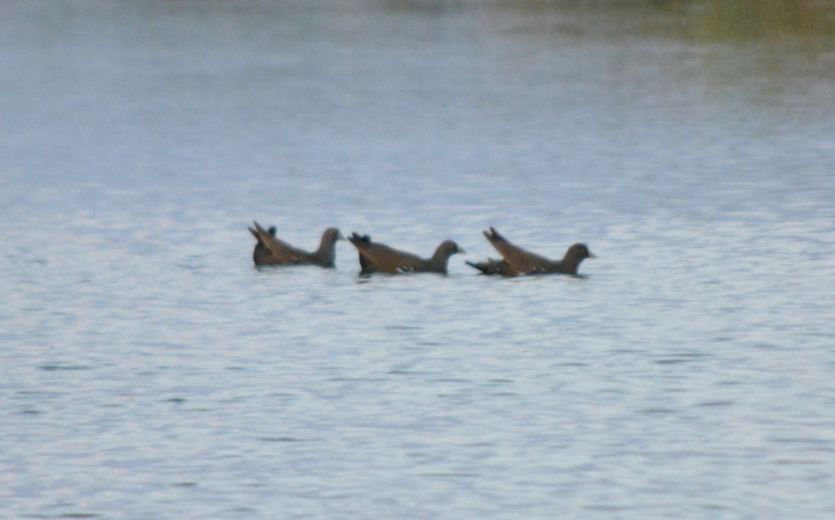 Black-tailed Nativehen - ML71613051