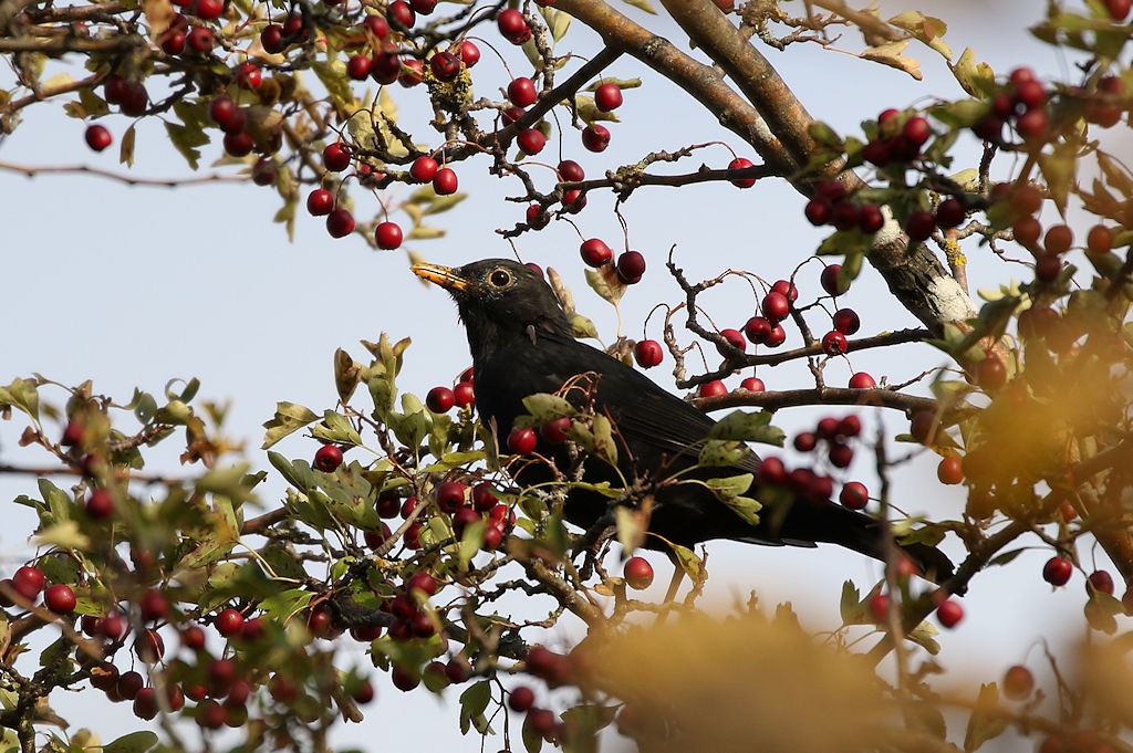 Eurasian Blackbird - ML71613121