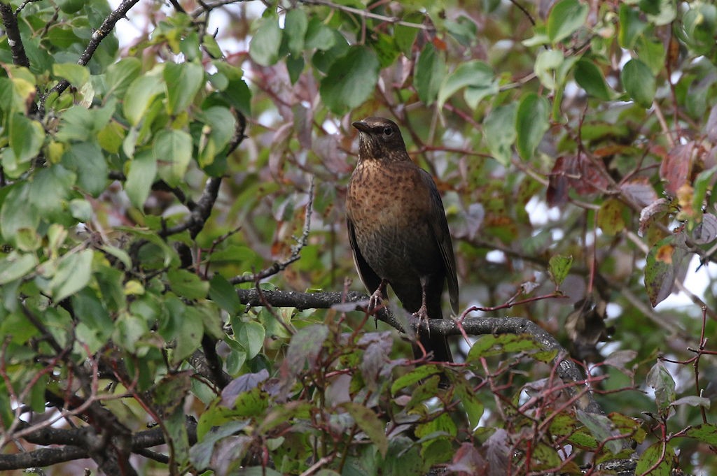 Eurasian Blackbird - ML71613131