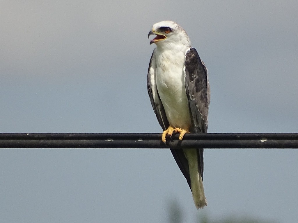 White-tailed Kite - ML71613151