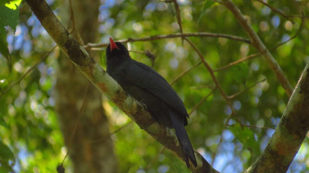 Schwarzstirn-Faulvogel - ML71613211