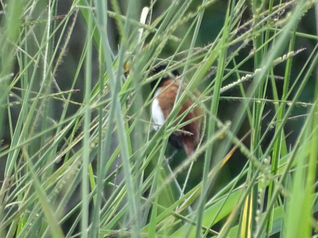 Tricolored Munia - ML71613311