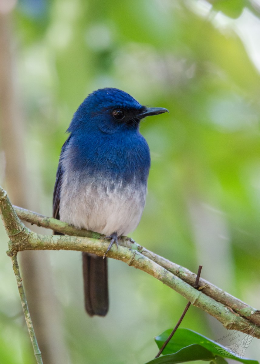 White-bellied Blue Flycatcher - Mohith Shenoy
