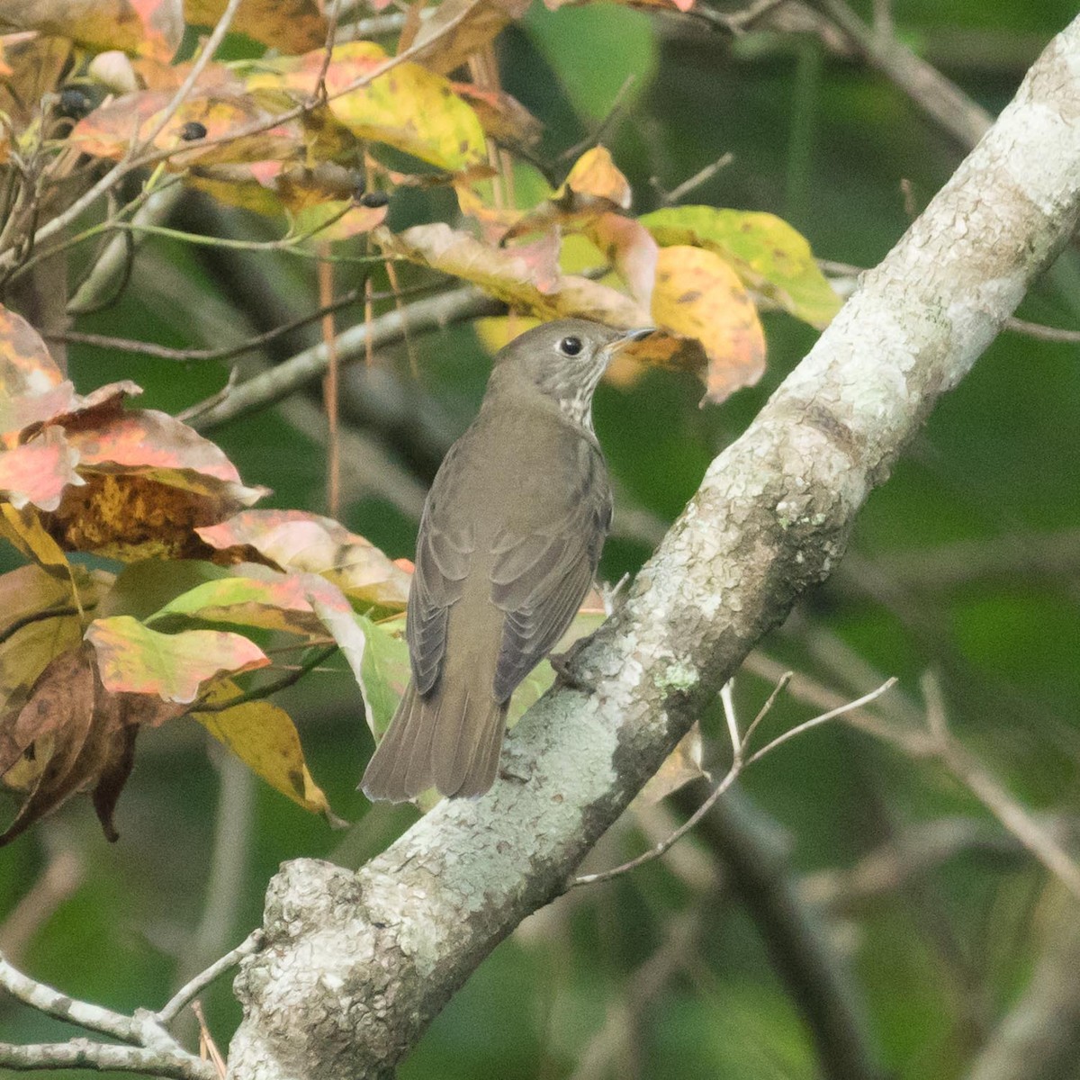 Gray-cheeked Thrush - ML71614001