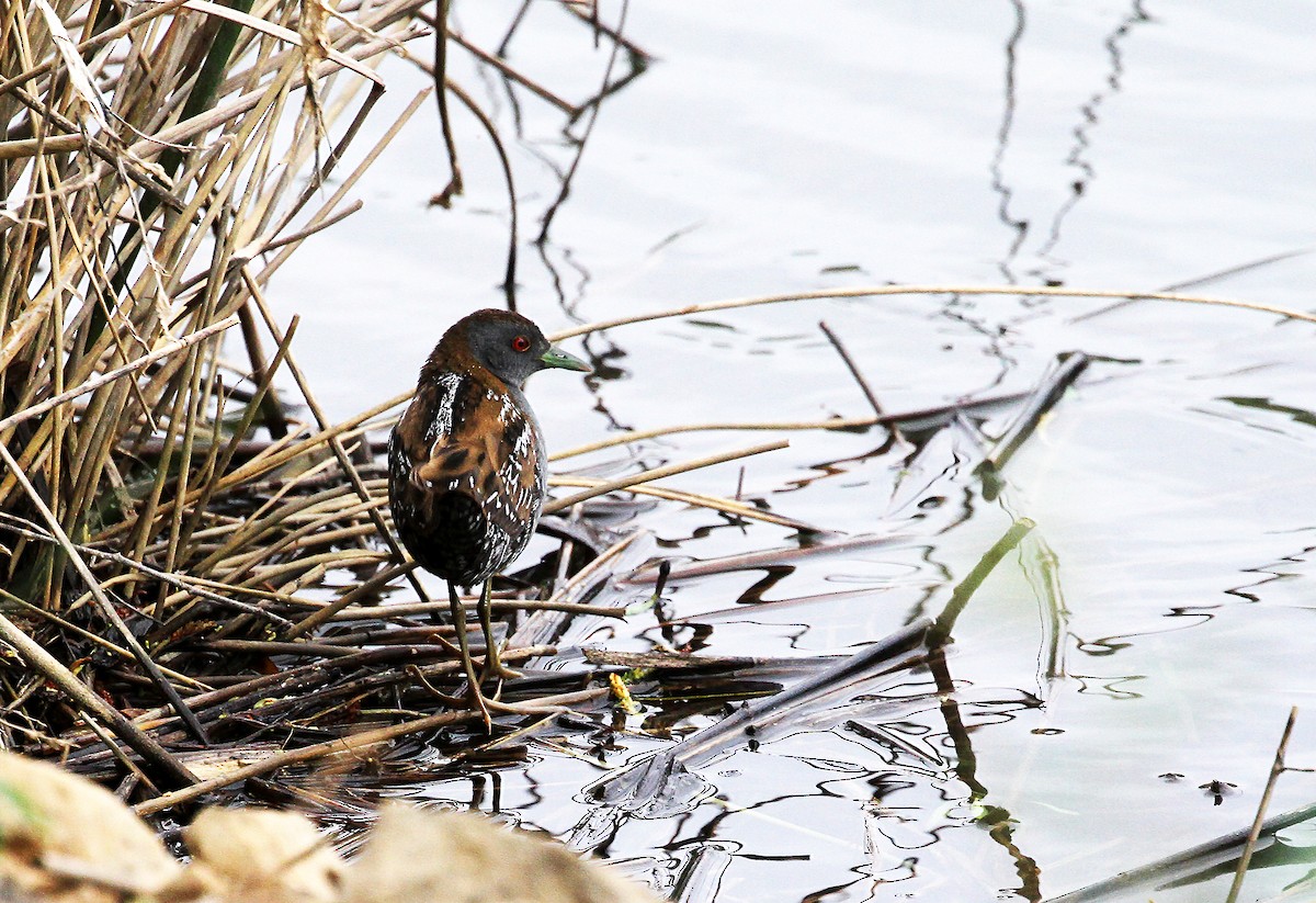 Baillon's Crake (Western) - ML716145