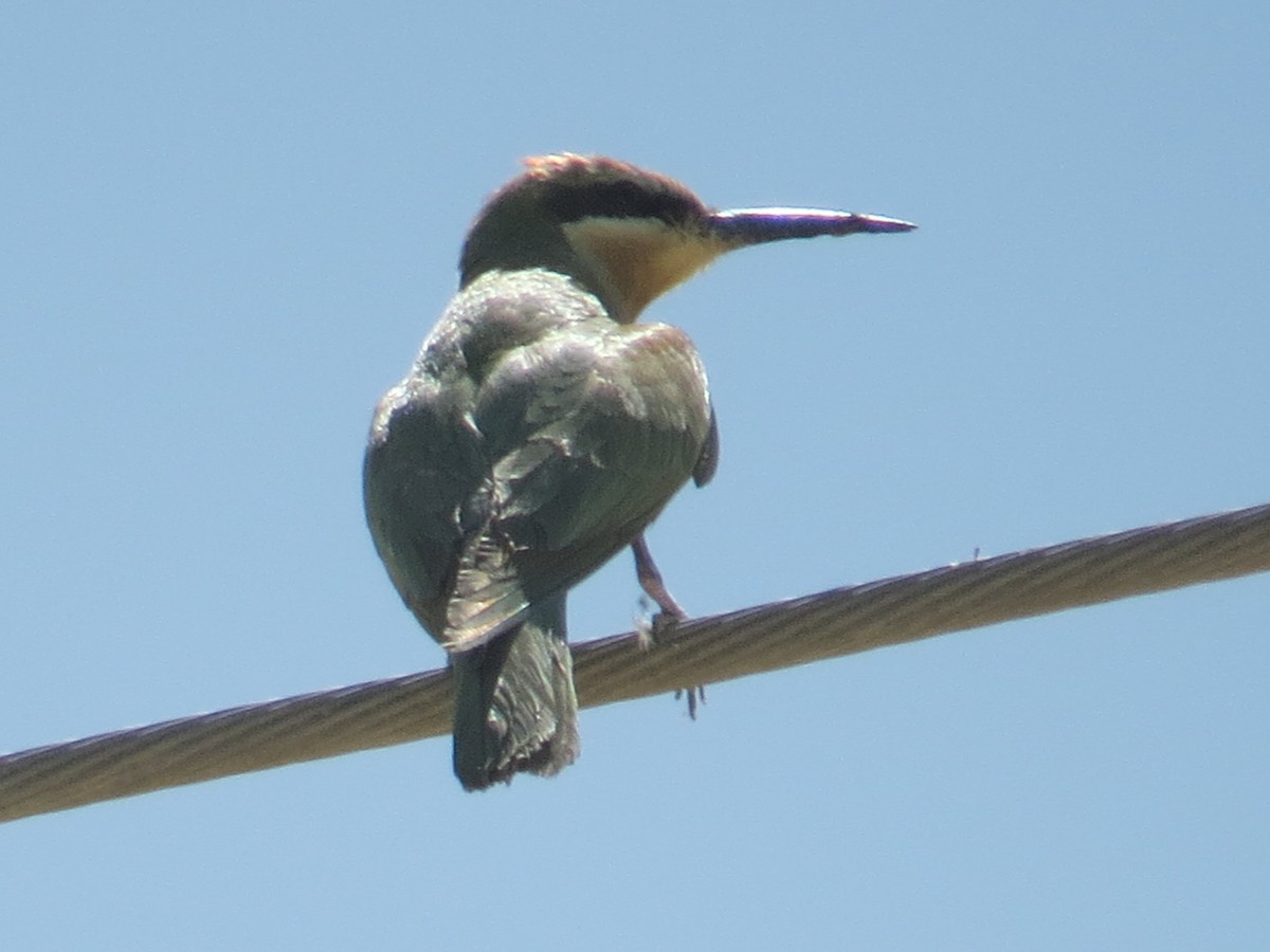 European Bee-eater - ML71614501