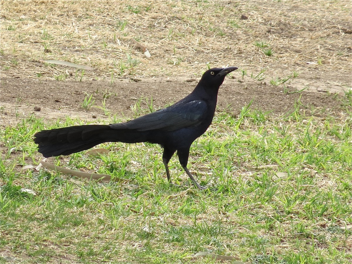 Great-tailed Grackle - ML71615371